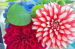 LAURELHURST SALMON BAKE 2015